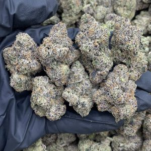 RUSSIAN RUNTZ STRAIN
